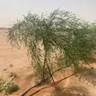شتلات بريه