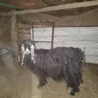عنز والد