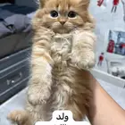 قطط شيرازي للتبني