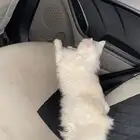 قطه شيرازي للتبني العاجل