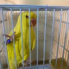 ببغاء درة لاتنيو متكلمة شرط