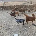 الطحاحين