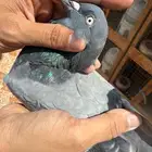 حمام بكستاني