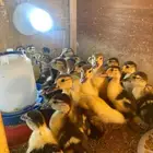 صيصان بط مصري