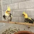 طيور كروان كوكتيل