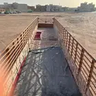 نقل هجن ابل عفش دولي إلى كل دول العربيه