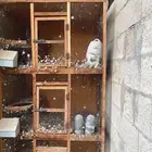 محاكر