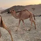 حشو بريات نظاف الموقع غرب شقري