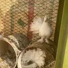 حمام رقاص