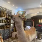 غزال تراثي محنط