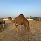 ناقه حمراء حايل