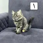 قطط كيتين للتبني