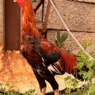 ذكر بكستاني