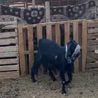 عنز