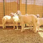 طليان ورخال للبيع العدد 11