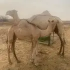 ناقه عليها قعود السن سدس