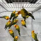 صن كنيور جملة