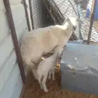 البيع