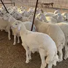 ذبايح حري ذبائح طليان رخال يوجد صلخ وتوصيل