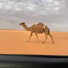 للبيع ضروبه شعلا طيبه ومنتج