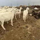 25 ضان حرش بفحلها