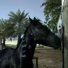 حصان شعبي أدهم للبيع