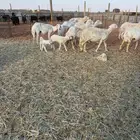 حريات متابيع