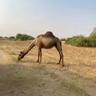 ناقه لقح في 4 اشهر