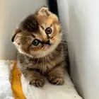 ثلاث سكوتش فولد كتن للحجز بعد أسبوعين الاستلام