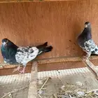 يوجد جوز ستي لاا
