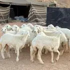 رخال حريات جذعات حرش فاخر