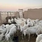 غنم حريات للبيع العدد 65 والبيع جمله والحد 900