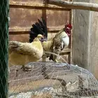 تم البيع