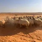 غنم