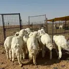 للبيع طليان حري