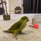 فرخ كويكر زيتي