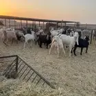 معزاء مشاريك