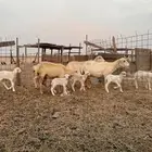 ضان خلفات 6 معها 6