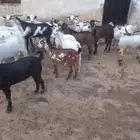 تيوس للبيع بالجمله