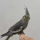 كروان اليف