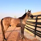 مهر عربي شعبي