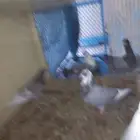 للبيع 4 حبات حمام