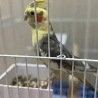 ببغاء كوكتيل 7 شهور جديد