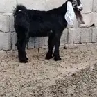 تيس عارضي للبيع