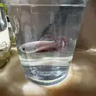 انثى فايتر سمك زينه