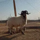 فحل نعيم منوة القناي