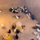 صيصان دجاج بلدي دندروي طيبة ماشاءالله