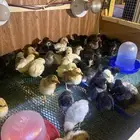 صوص مشكل