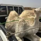 قعدان كفوو