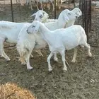 غنم حريات للبيع